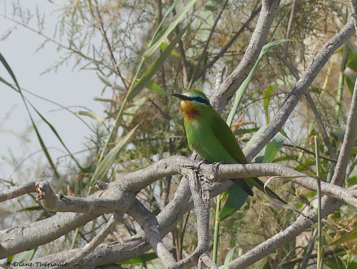 Blue-cheeked Bee-eater - ML84231131