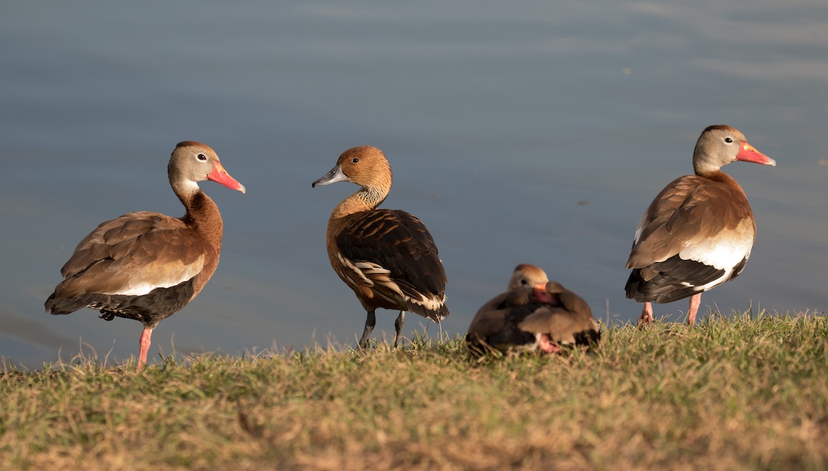 Fulvous Whistling-Duck - ML84231181
