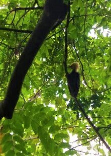 Blond-crested Woodpecker - Hostília Gussoni