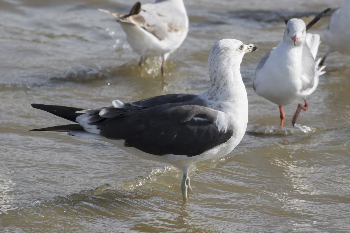 Lesser Black-backed Gull (fuscus) - ML84232541