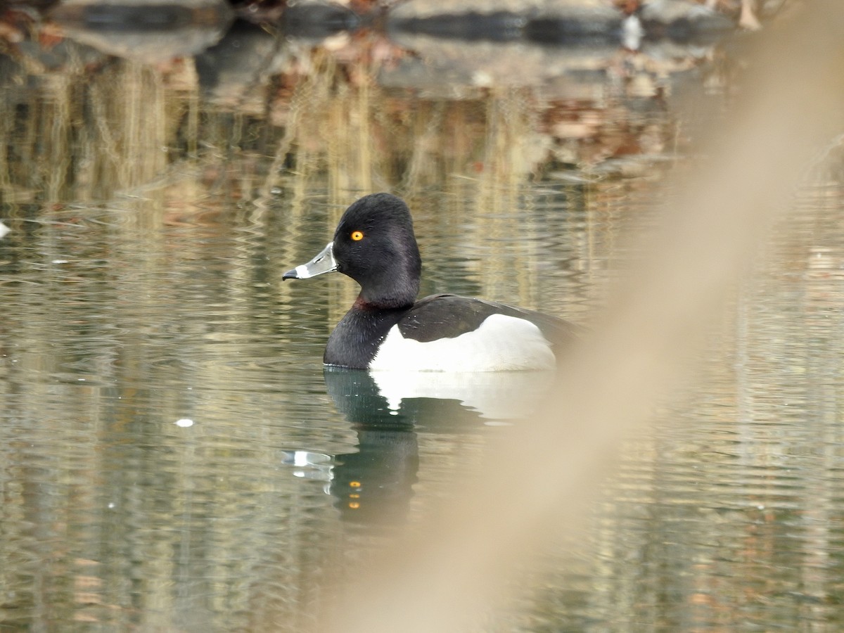 Ring-necked Duck - ML84233041