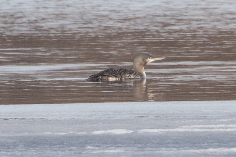 Red-throated Loon - ML84233191
