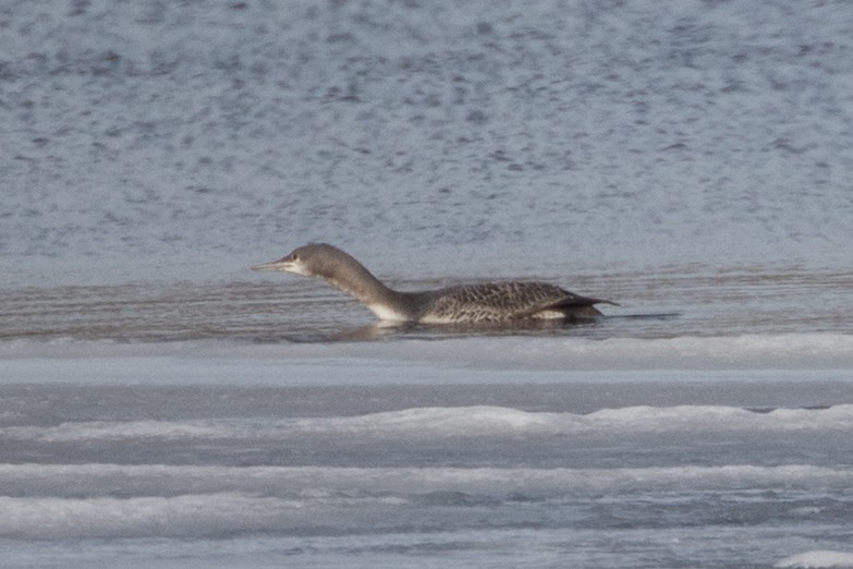 Red-throated Loon - ML84233201