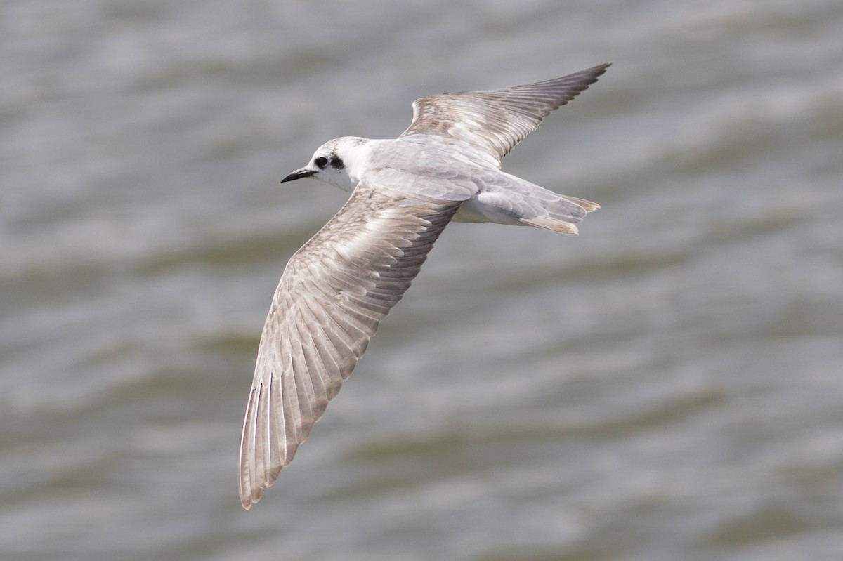 White-winged Tern - Michael Todd