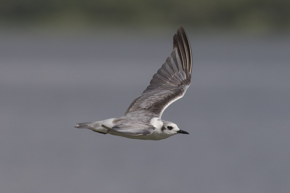 White-winged Tern - Michael Todd