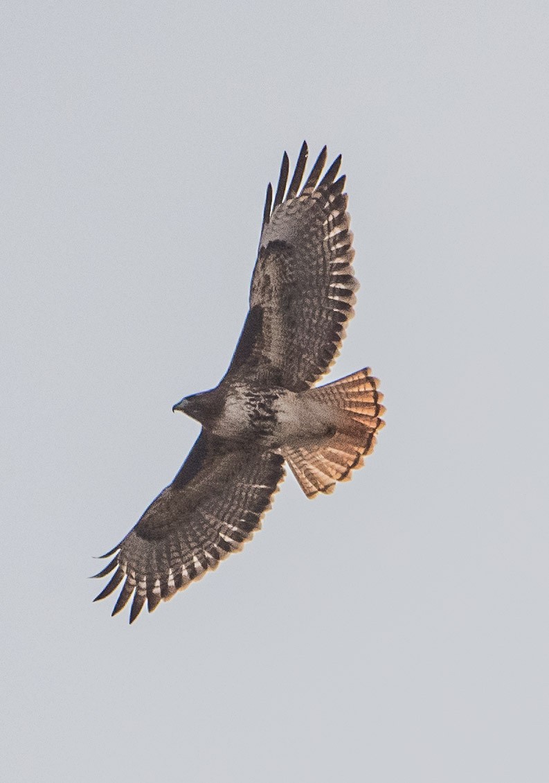 Red-tailed Hawk - ML84233481
