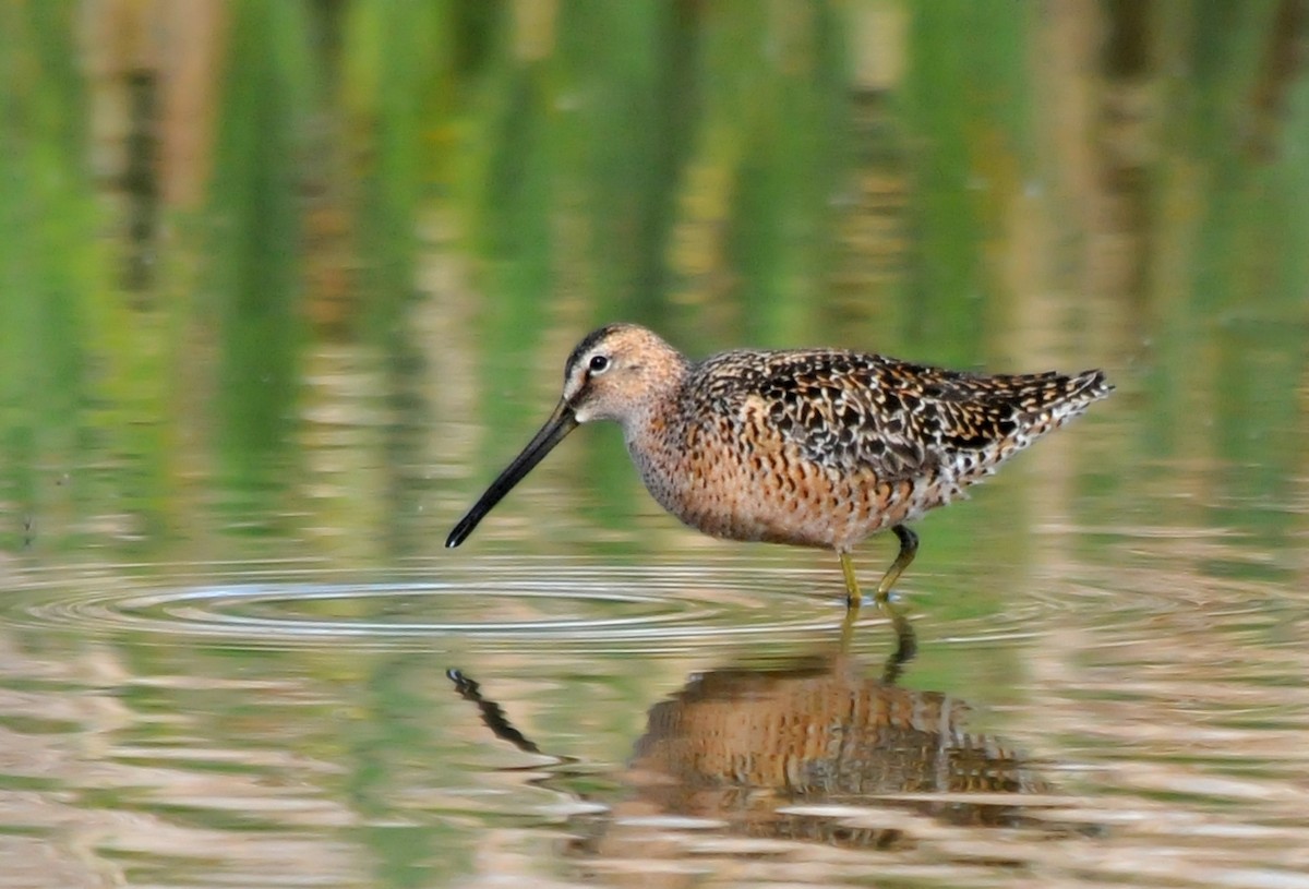 Long-billed Dowitcher - ML84236841