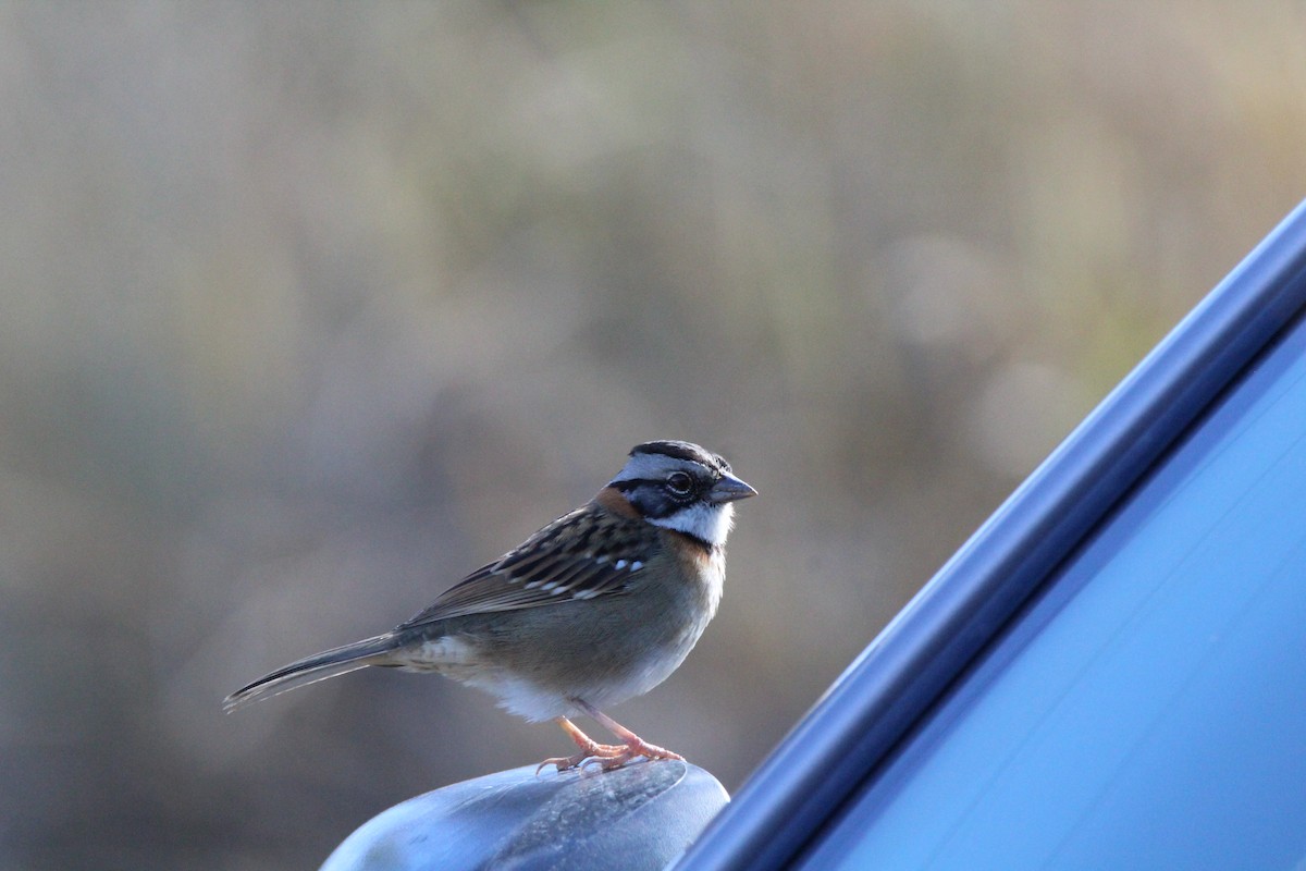 Rufous-collared Sparrow - ML84243511
