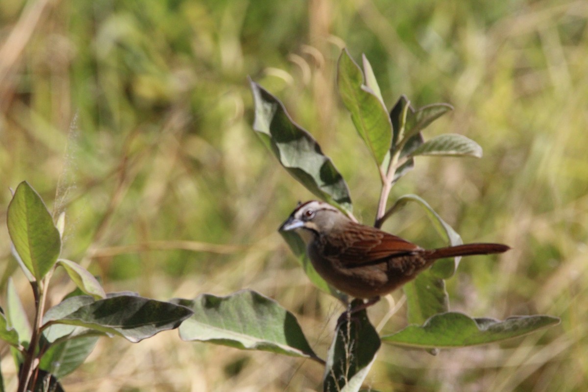 Rusty Sparrow - ML84243601