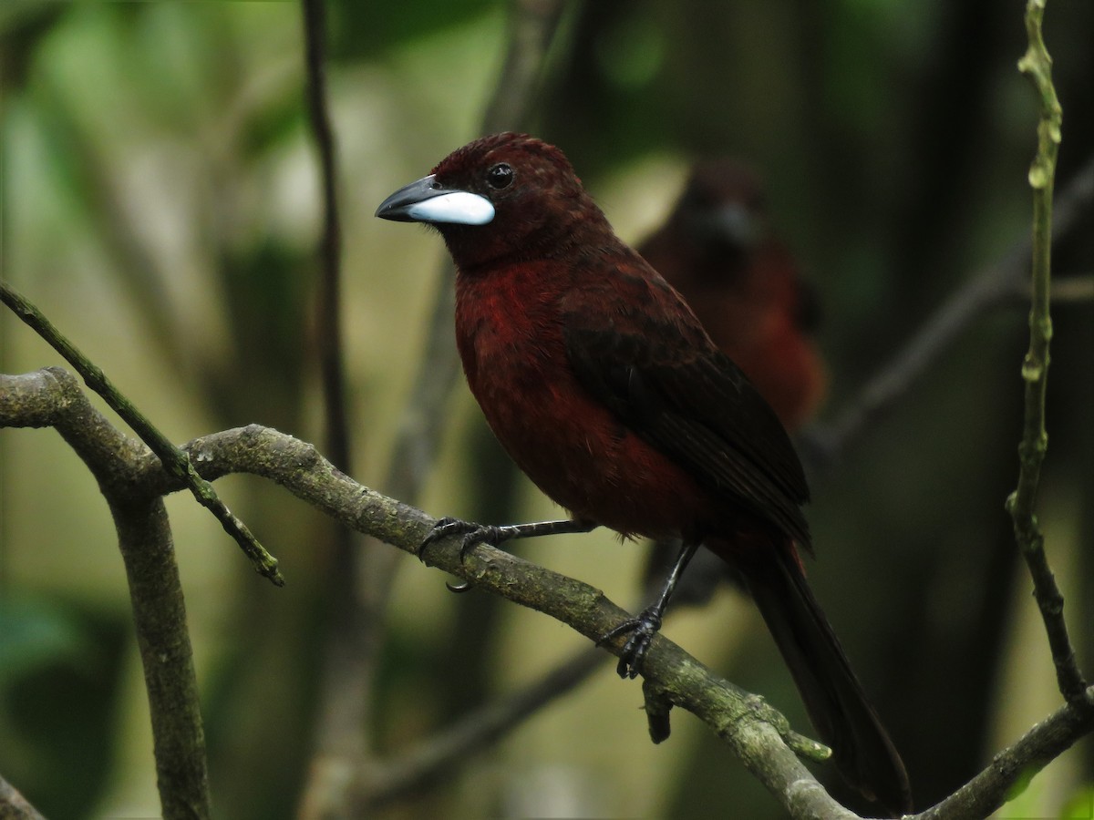 Silver-beaked Tanager - ML84244951