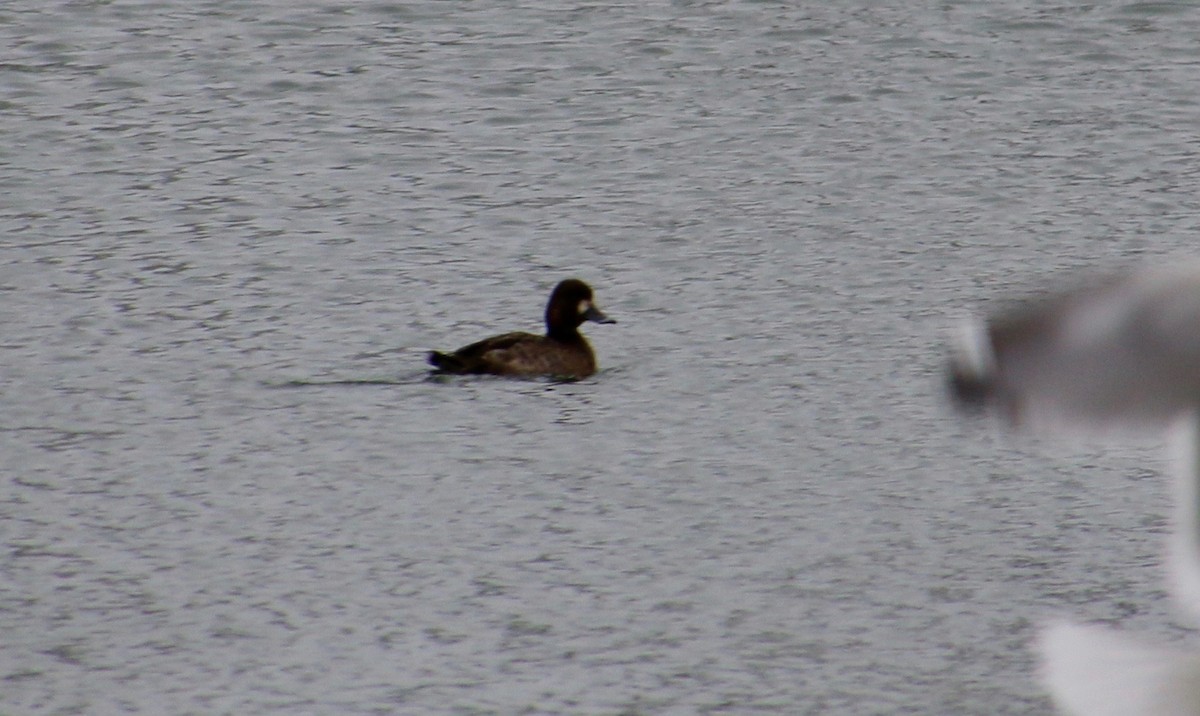 Greater Scaup - ML84246231