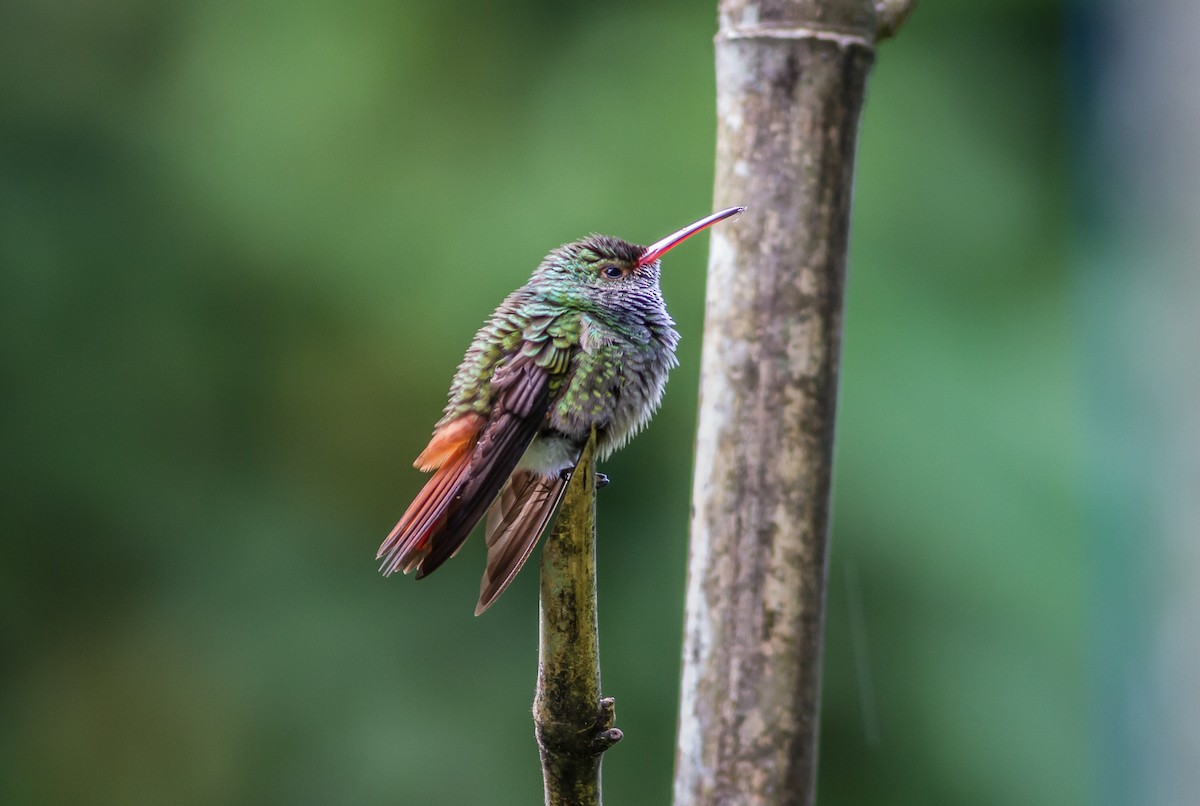 Rufous-tailed Hummingbird - Nick Pulcinella
