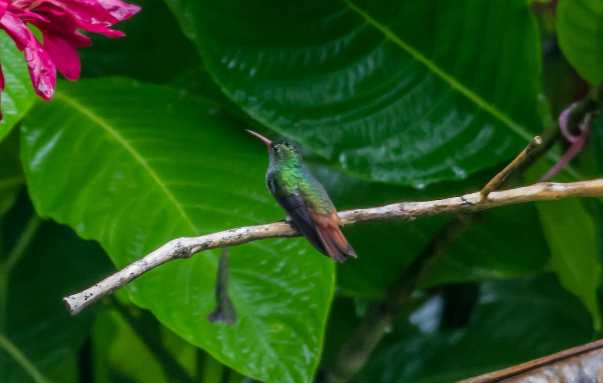 Rufous-tailed Hummingbird - ML84249581