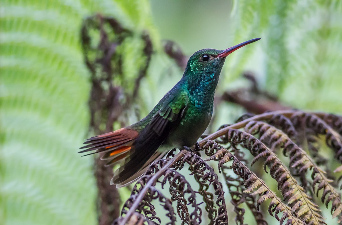 Rufous-tailed Hummingbird - ML84249591