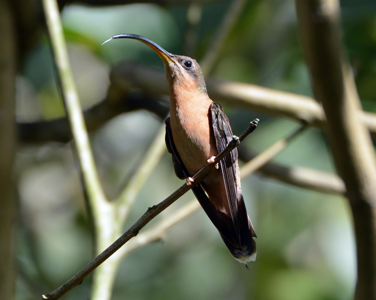 Rufous-breasted Hermit - ML84249891