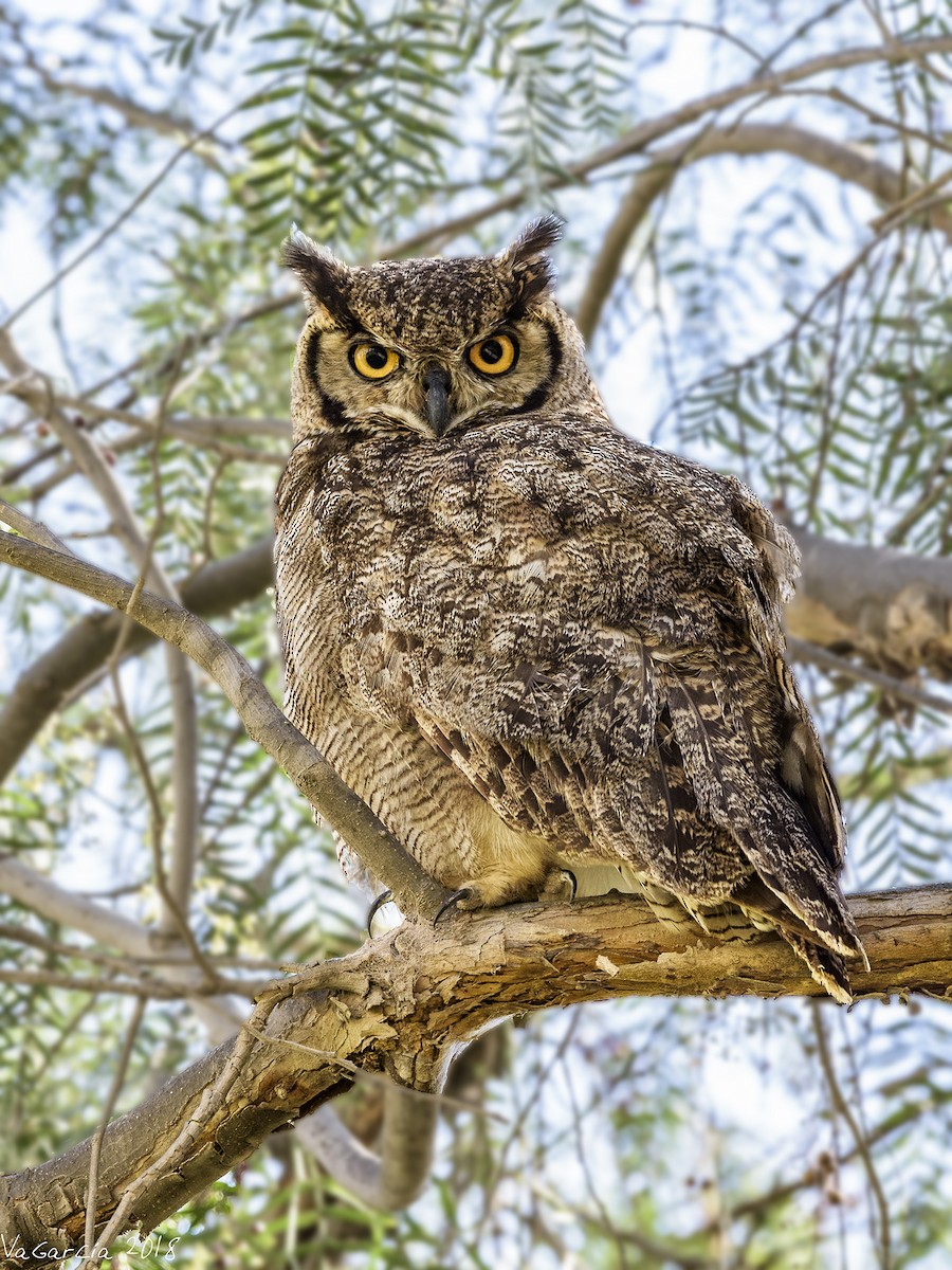 Lesser Horned Owl - VERONICA ARAYA GARCIA