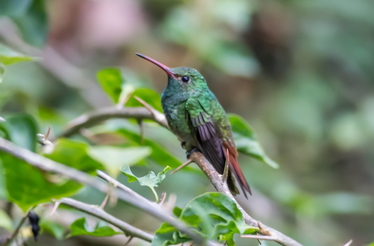 Rufous-tailed Hummingbird - ML84250511