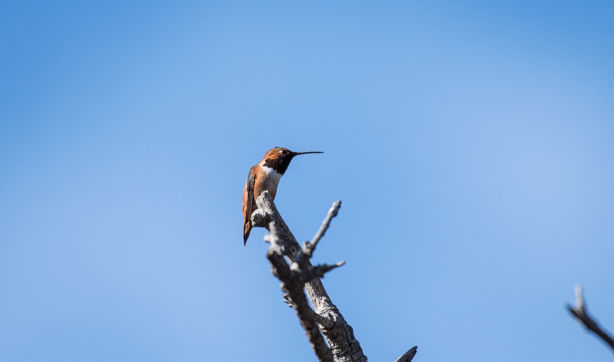 Allen's Hummingbird - Simon Boivin