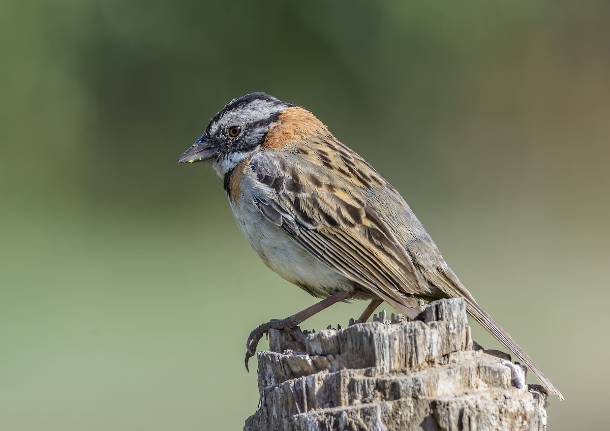 Rufous-collared Sparrow - VERONICA ARAYA GARCIA
