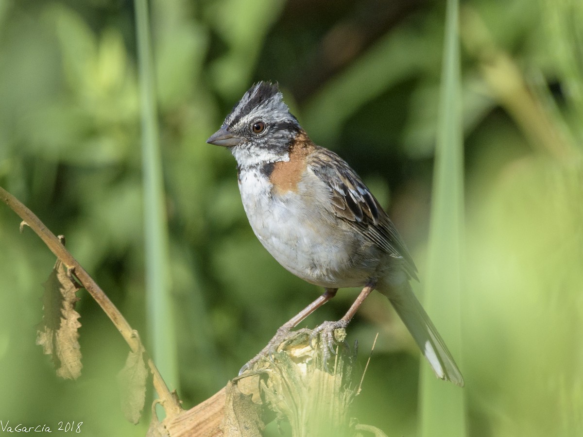 Rufous-collared Sparrow - ML84250941