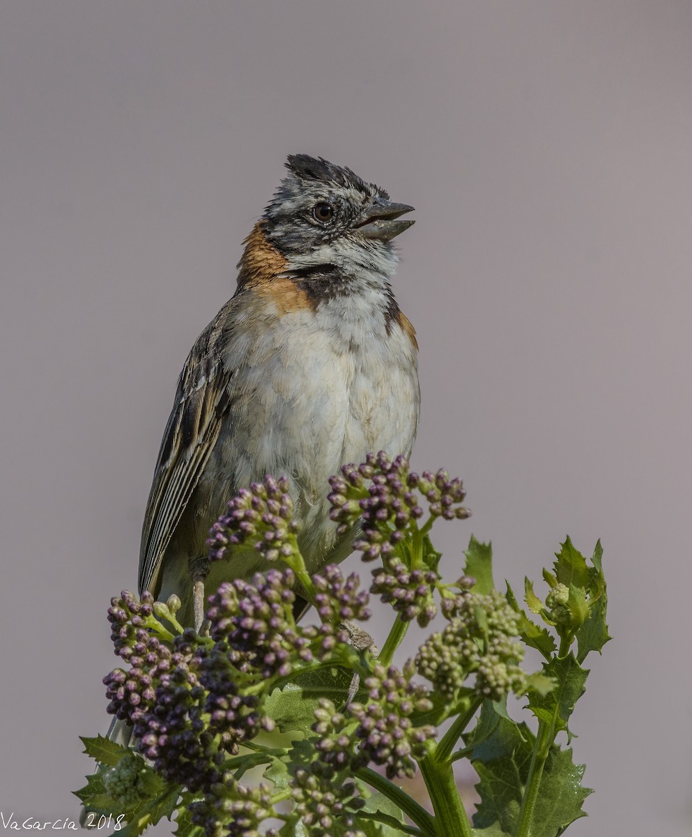 Rufous-collared Sparrow - ML84250961