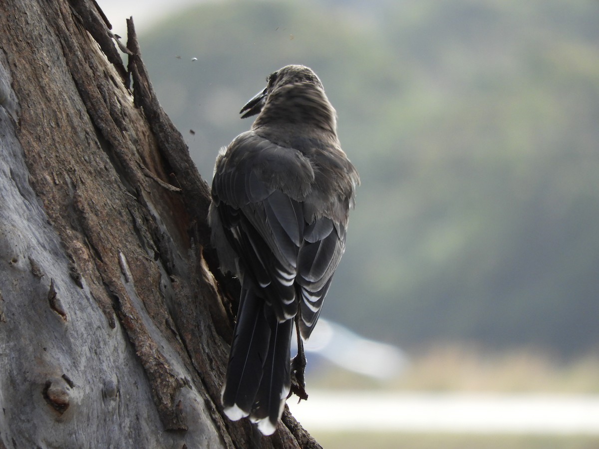 Gray Currawong - Anonymous
