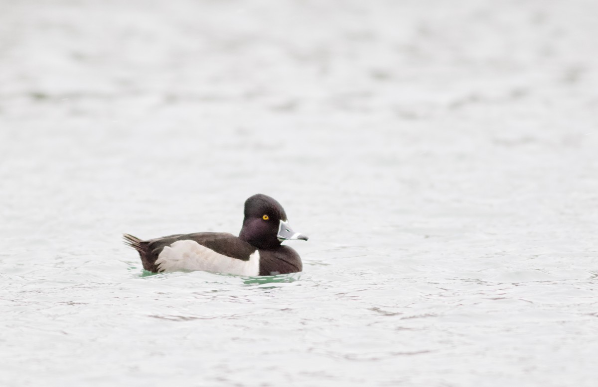 Ring-necked Duck - Iain Fleming