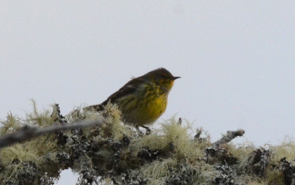 Cape May Warbler - David M. Bell