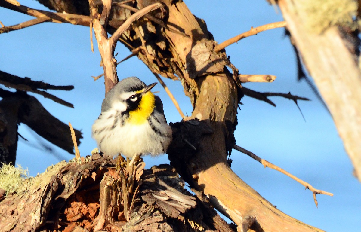 Yellow-throated Warbler (dominica/stoddardi) - David M. Bell