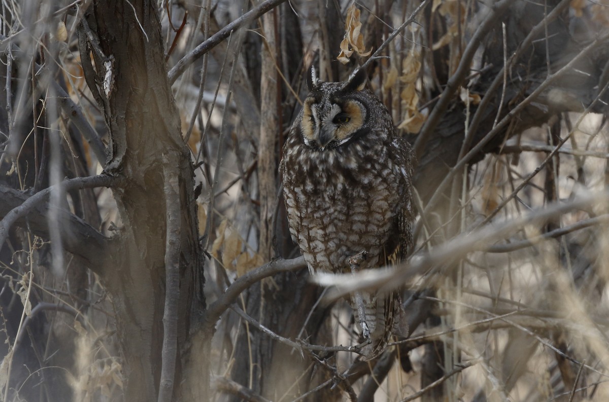 Long-eared Owl - ML84261881