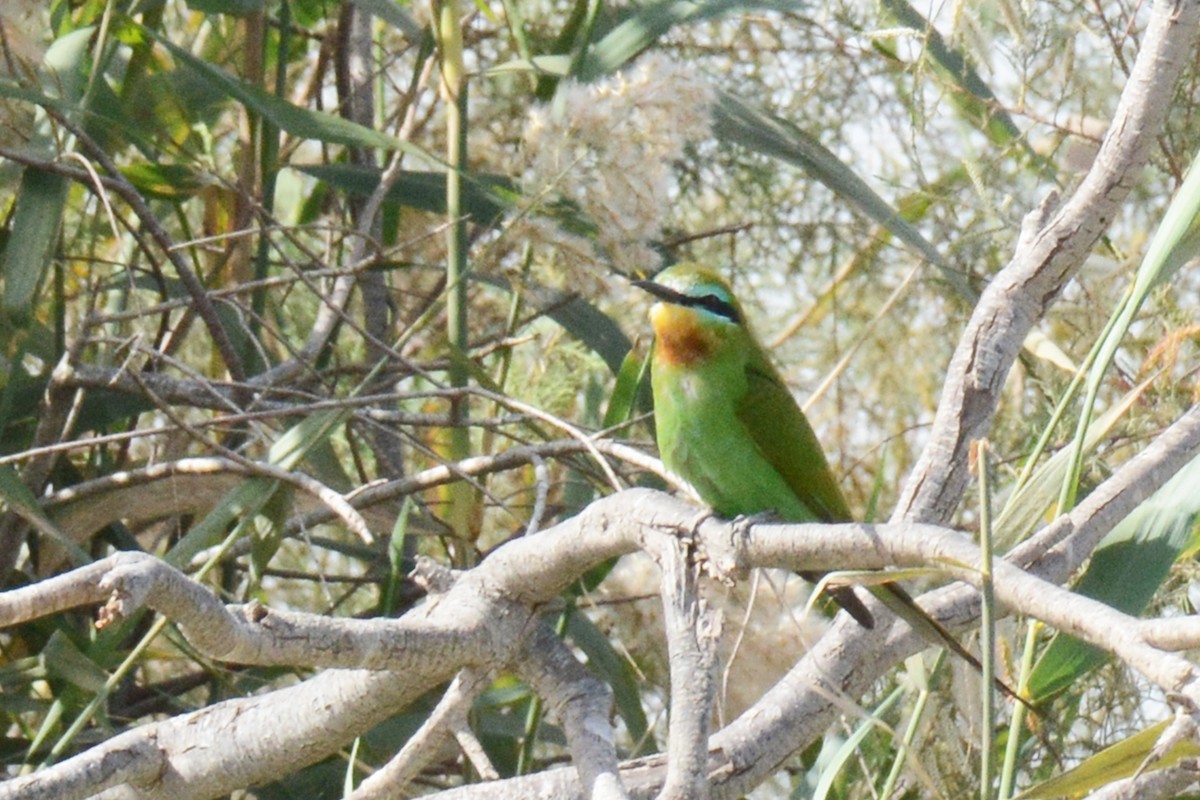 Blue-cheeked Bee-eater - Marie O'Neill