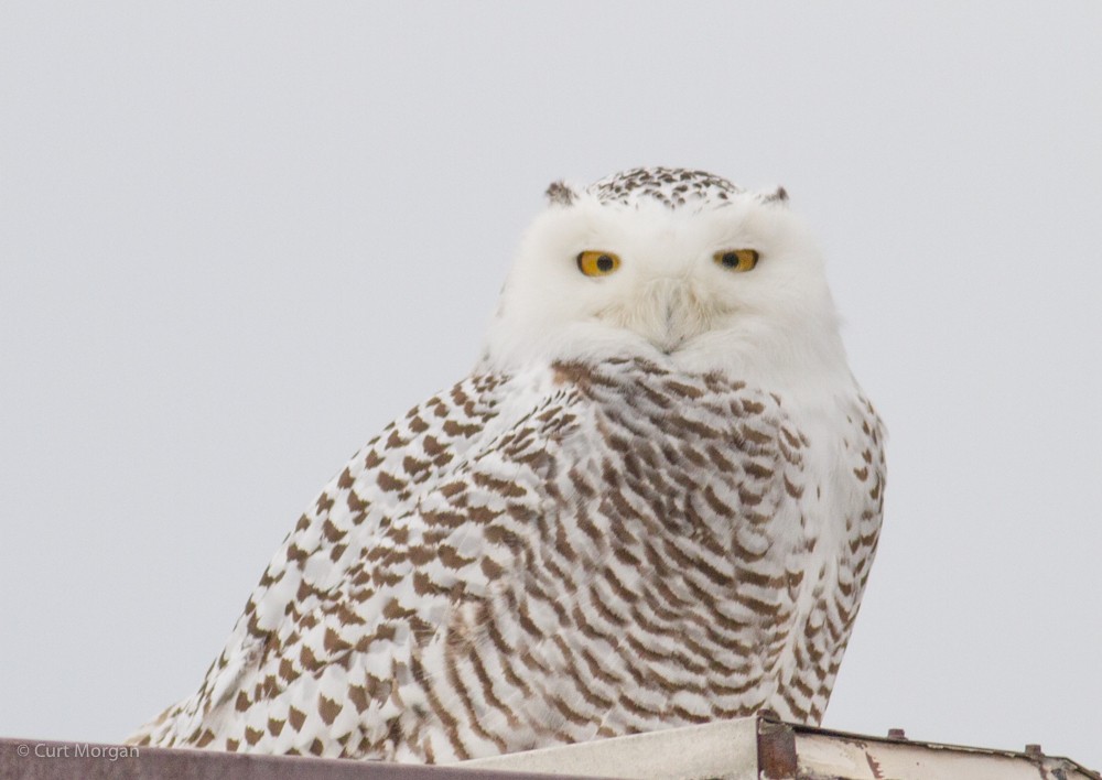 Snowy Owl - ML84262941