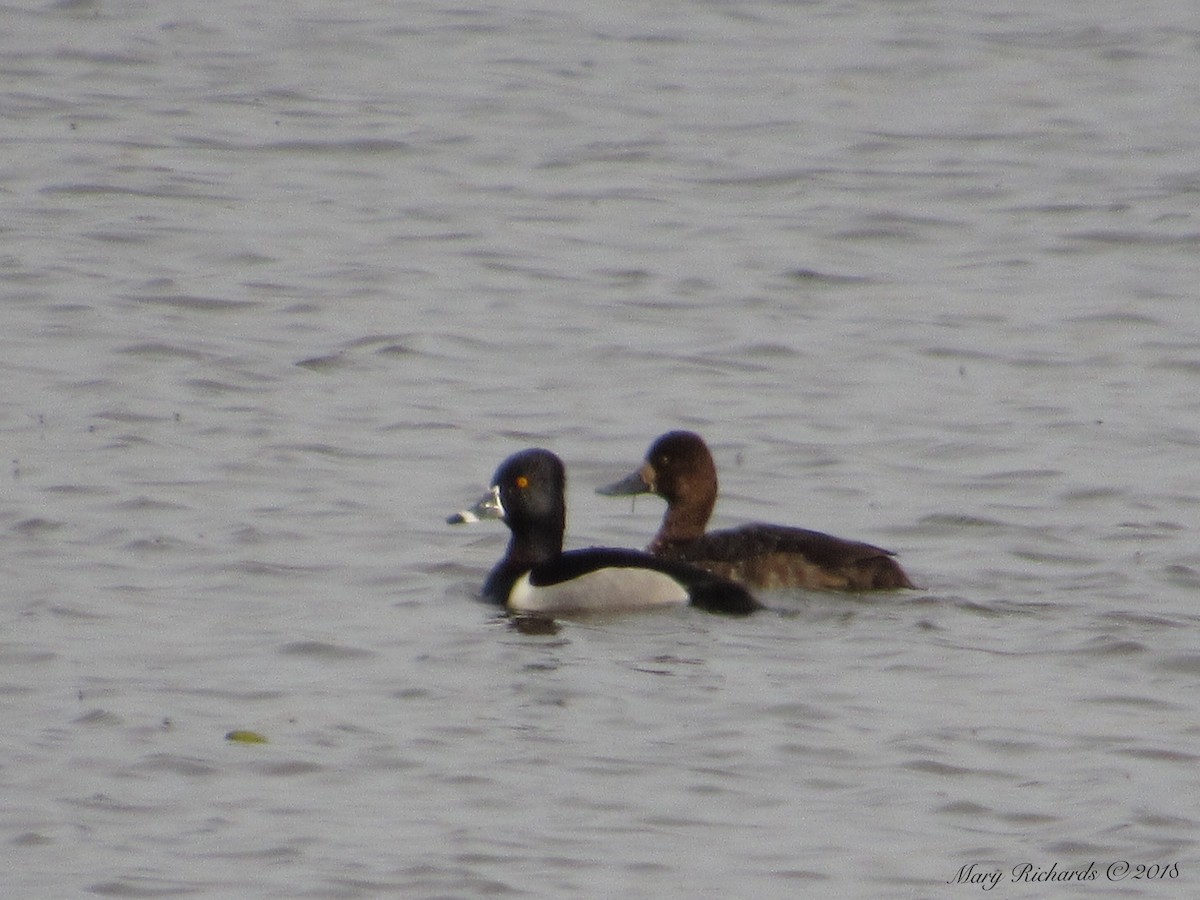 Ring-necked Duck - Mary Richards
