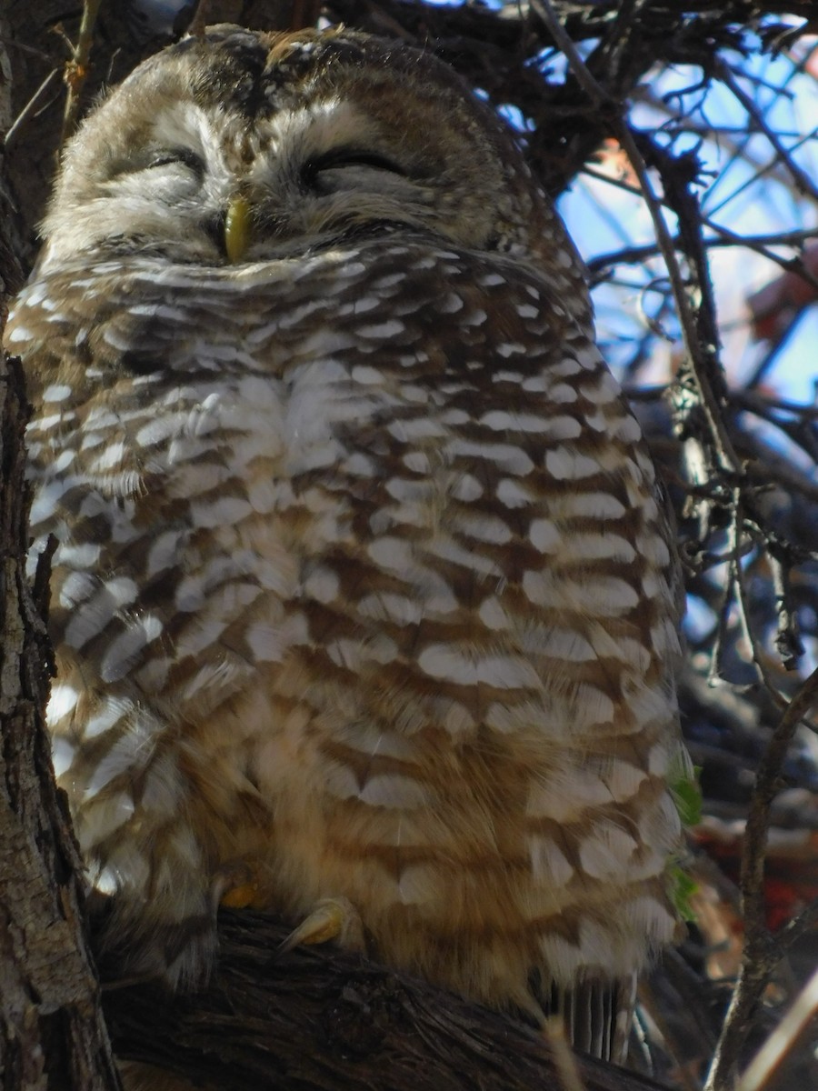Spotted Owl - Jenny Barnes