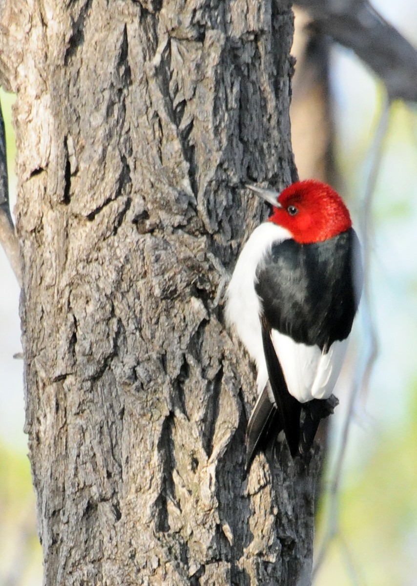 Red-headed Woodpecker - Steven Mlodinow