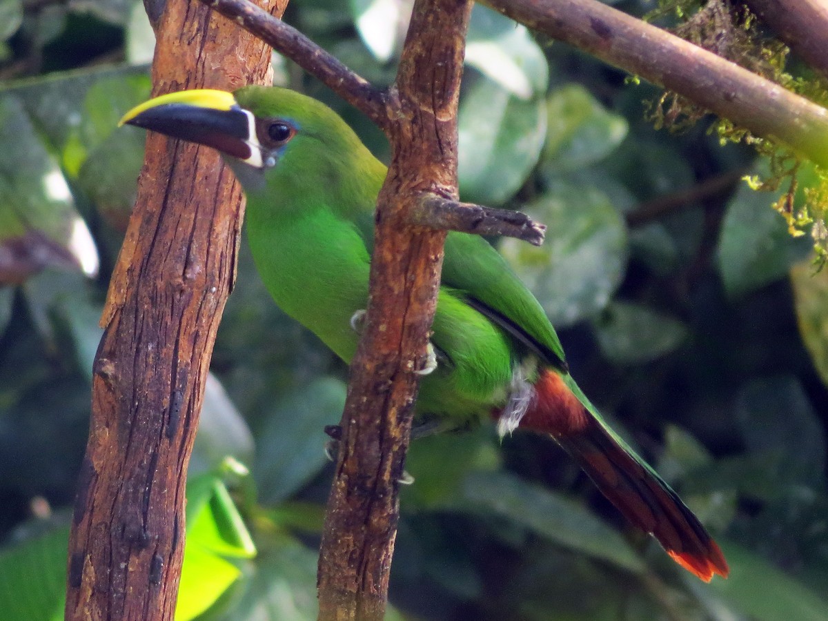 Southern Emerald-Toucanet - William Proebsting
