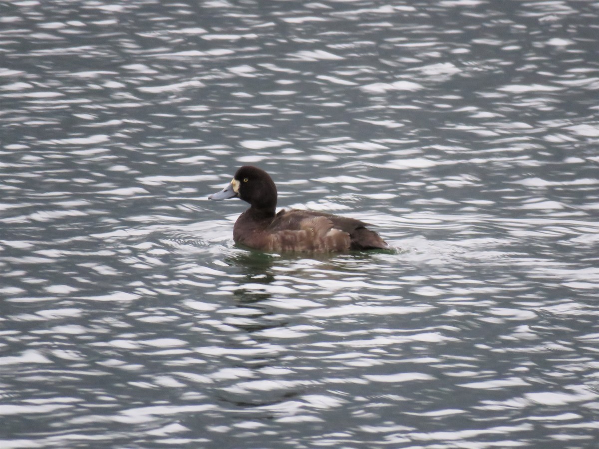 Greater Scaup - ML84271611
