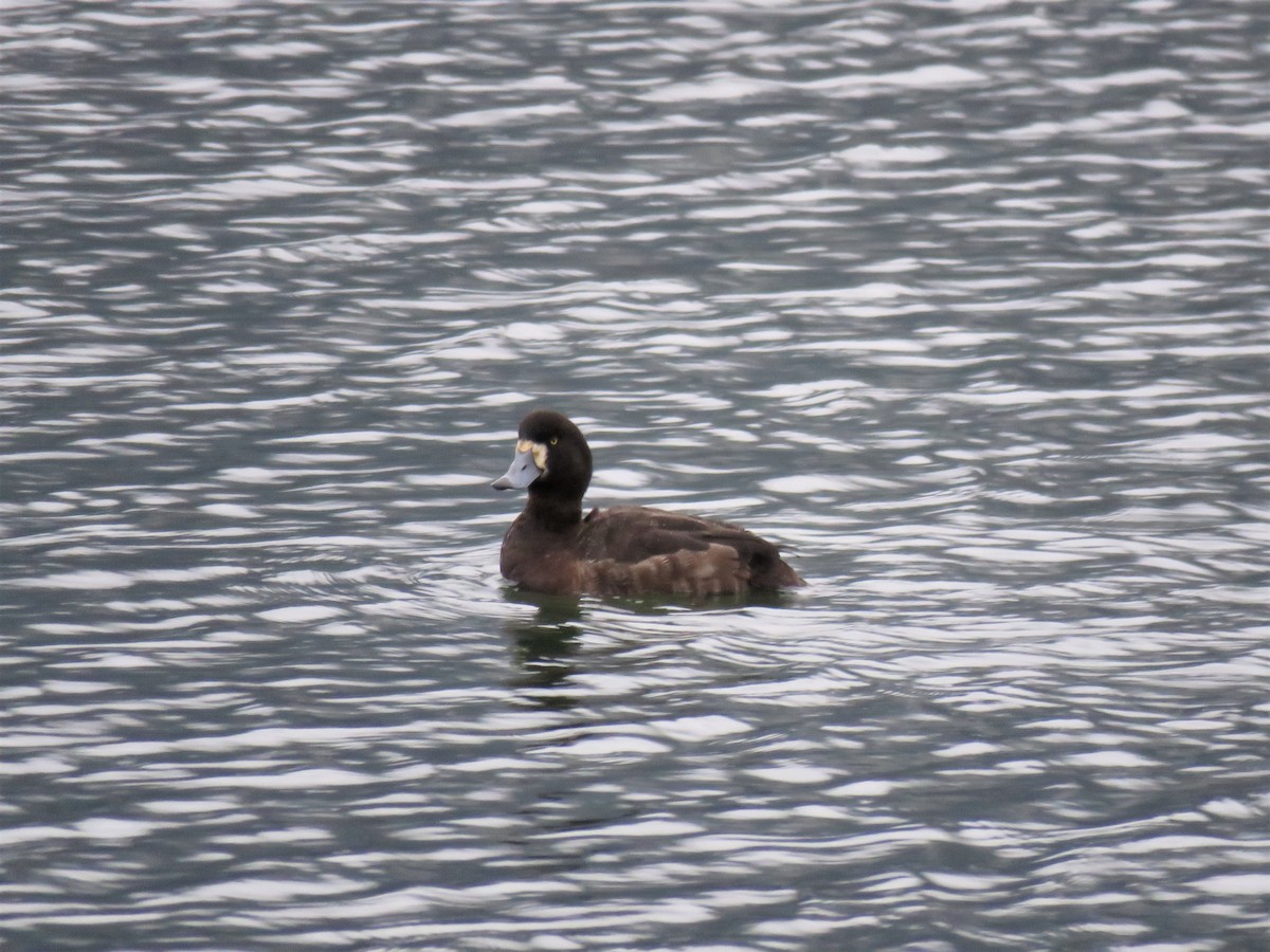 Greater Scaup - ML84271671