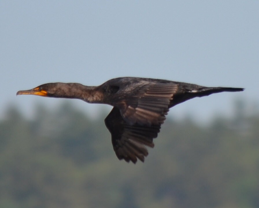 Double-crested Cormorant - Andrew Rapp