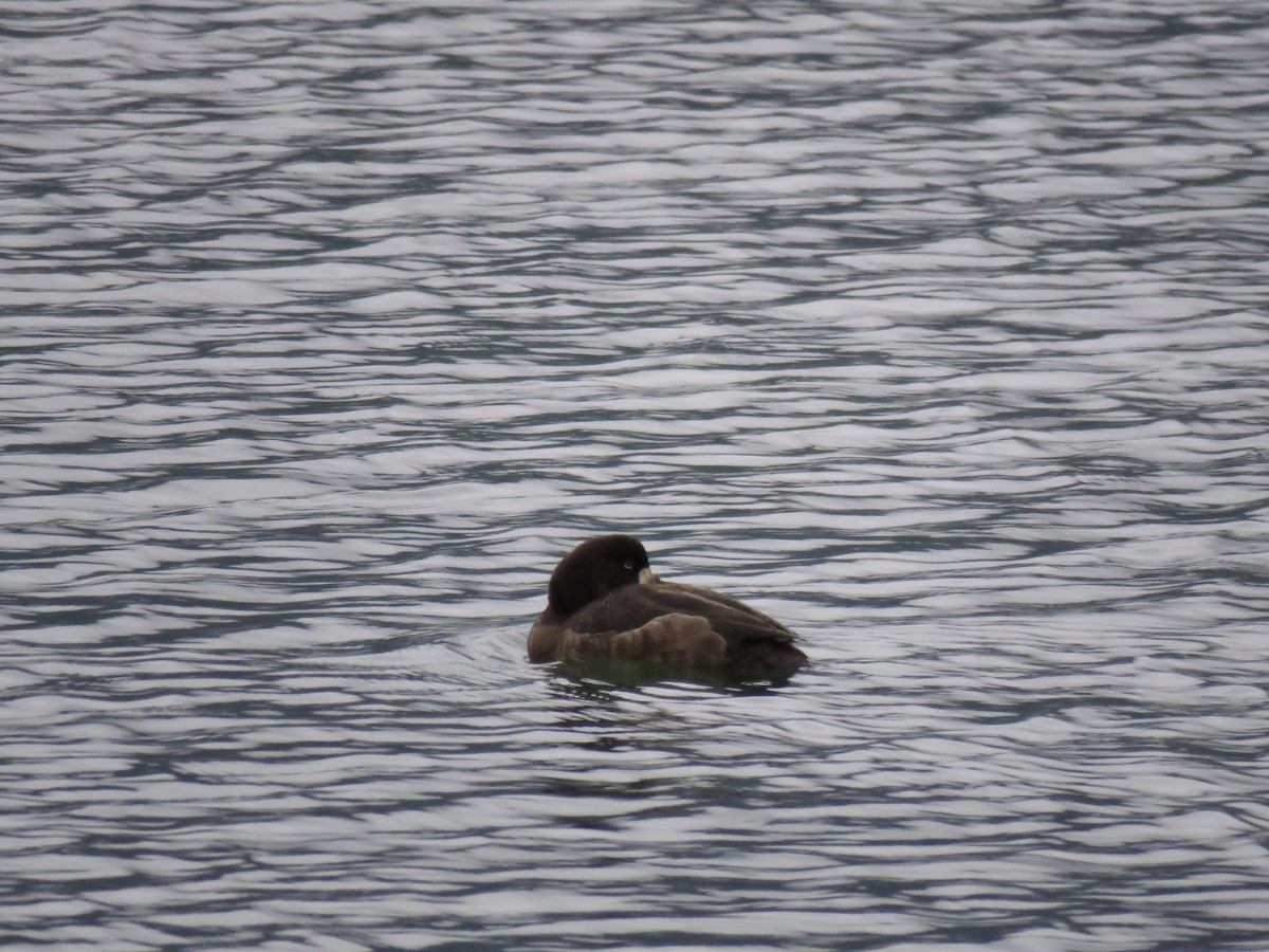 Greater Scaup - ML84271691