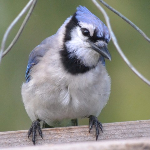 Blue Jay - eBird