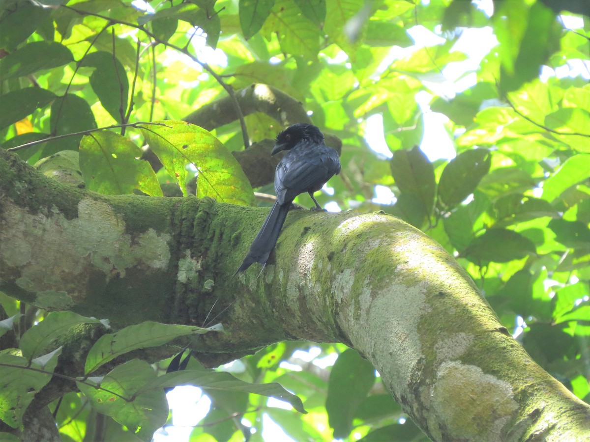 Greater Racket-tailed Drongo - Sze On Ng (Aaron)