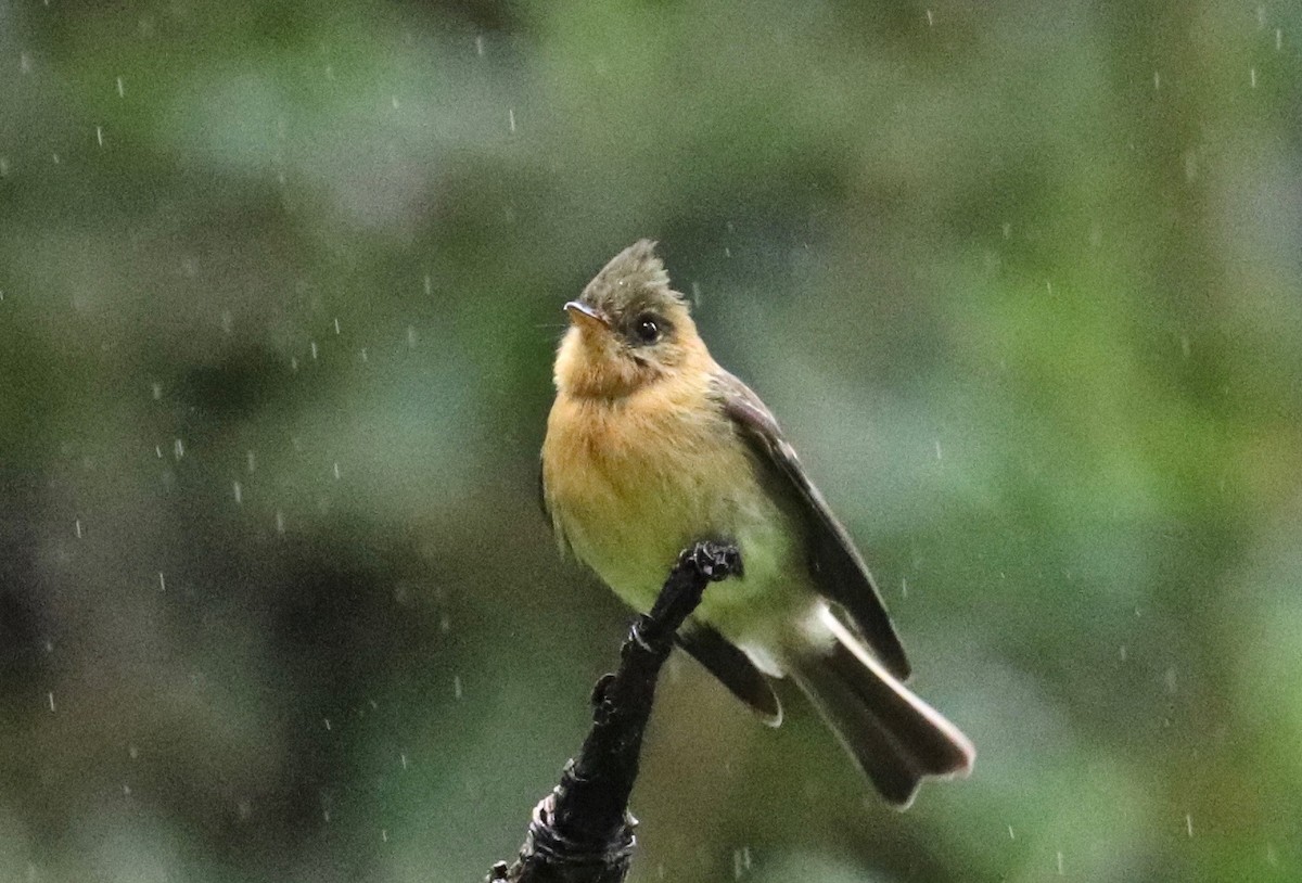 Tufted Flycatcher (Costa Rican) - Charlie   Nims