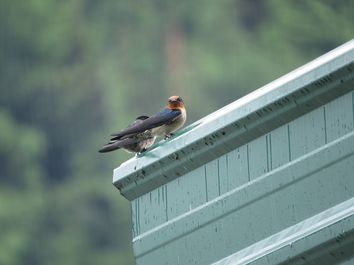 Pacific Swallow - Sze On Ng (Aaron)
