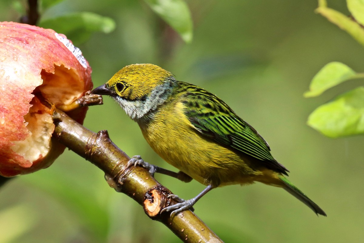 Silver-throated Tanager - Charlie   Nims