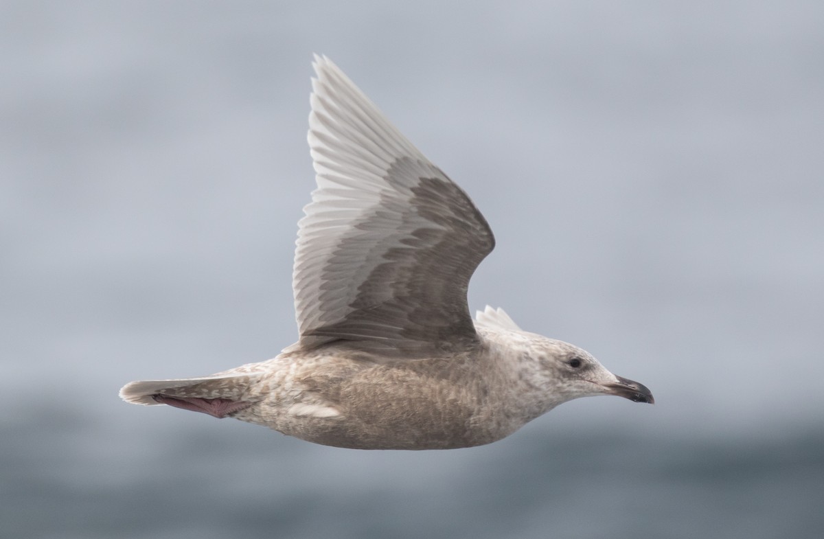 Glaucous-winged Gull - Blake Matheson