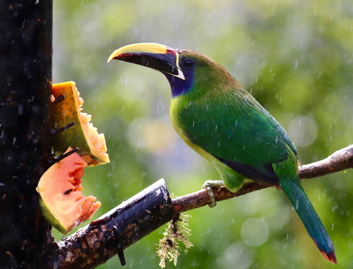 Northern Emerald-Toucanet (Blue-throated) - Charlie   Nims