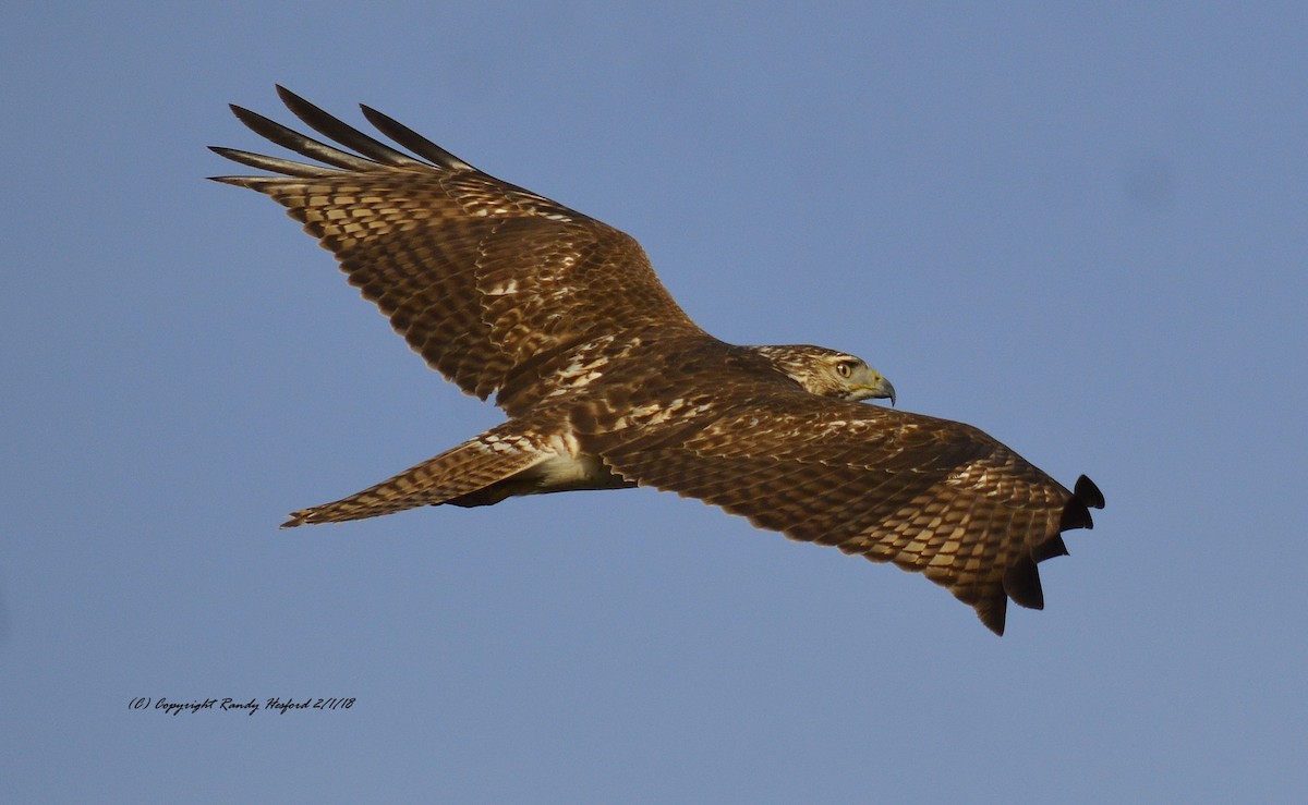 Red-tailed Hawk - ML84276211