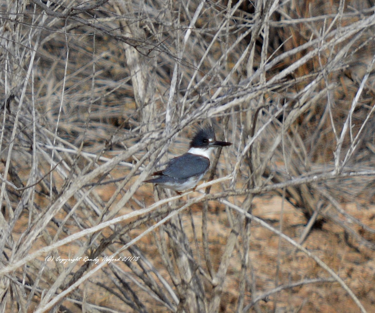 Belted Kingfisher - ML84276561