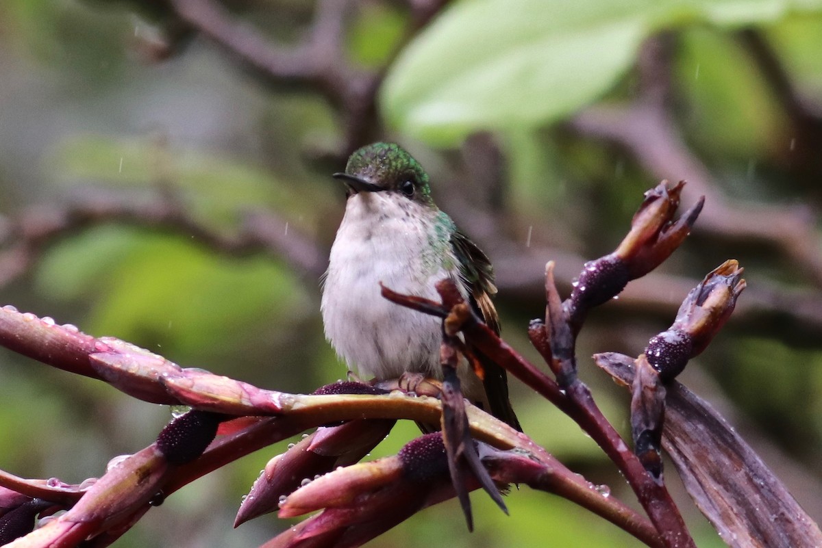Stripe-tailed Hummingbird - Charlie   Nims